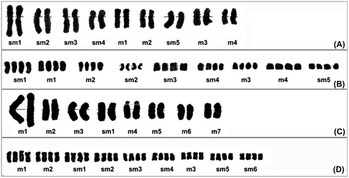 Figure 3. Karyograms of taxa belonging to the studied taxa. (A) C. yaltirikii; (B) C. leptophylla; (C) C. demirizii; (D) C. saligna.