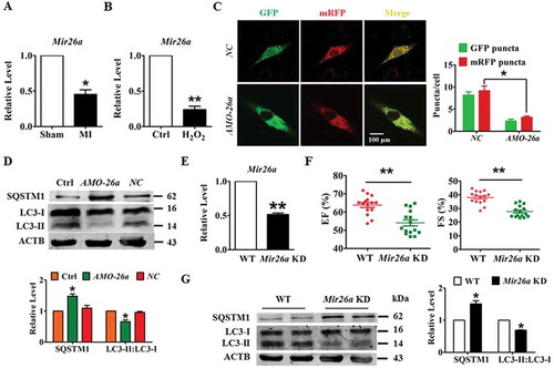 Figure 1. Knockdown of Mir26a decreases autophagy to impair heart function. (A) Downregulation of Mir26a in the peri-infarct area determined by qRT-PCR. n = 6. *p < 0.05 vs. Sham. (B) Downregulation of Mir26a in cultured neonatal mouse cardiomyocytes (NMCMs) treated with 200 μmol/L H2O2 for 12 h. n = 5. **p < 0.01 vs. Control. (C) Knockdown of Mir26a inhibited autophagic flux in NMCMs. NMCMs were transfected with AMO-26a for 24 h, followed by transfection of tandem-LC3 construct (GFP-mRFP-LC3) for another 24 h. The images were obtained using a confocal microscope. The yellow and red puncta represent autophagosomes and autolysosomes, respectively. The data were obtained from 3 independent experiments and 10 cells were scored in each experiment. *p < 0.05. NC, negative control of AMO-26a. (D) Knockdown of Mir26a increased the level of SQSTM1/p62 protein and reduced the expression of LC3-II, as determined by western blot. n = 5. *p < 0.05 vs. Control. NC, negative control of AMO-26a. (E) Downregulation of Mir26a in Mir26a KD mice. n = 6. **p < 0.01 vs. WT. (F) Knockdown of Mir26a impaired heart function in mice. n = 15. **p < 0.01 vs. WT. (G) Knockdown of Mir26a resulted in the deregulation of autophagy-related proteins in mouse hearts. n = 6. *p < 0.05 vs. WT.