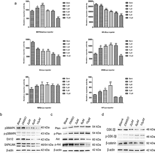 Figure 5. Multiple signaling pathways participate in the anticancer effect of TET. (a) the activities of the BMP/Smad-Luc, NF-κB-Luc, Erk-Luc, CREB-Luc, RBPjk-Luc, and HIF-Luc reporters were detected in 143B cells after treatment with TET for 24 h. (b), (c), (d) the expression of some key proteins of the PTEN/Akt signaling, MAPK/Erk signaling, and Wnt signaling pathways was detected after treatment with TET for 3 days. each experiment was effectively repeated. the data were normally distributed; *p < 0.05, ** p < 0.01, *** p < 0.001 vs. blank