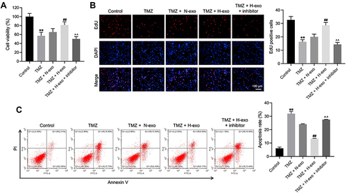 Figure 3 Exosomes derived from hypoxic glioma cells reduced TMZ sensitivity in glioma cells through carrying miR-106a-5p. Glioma cells were treated with TMZ, TMZ + N-exo, TMZ + H-exo or TMZ + H-exo + miR-106a-5p inhibitor. (A) The viability of glioma cells was assessed by CCK8 assay. (B) The proliferation of glioma cells was detected by EdU staining. (C) The apoptosis of glioma cells was assessed by flow cytometry. **P< 0.01 compared to control. ##P< 0.01 compared to TMZ. ^^P< 0.01 compared to TMZ + H-exo.
