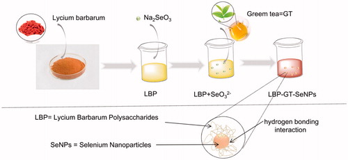 Scheme 1. Synthetic scheme for the LBP-GT-SeNps and its general mechanism.