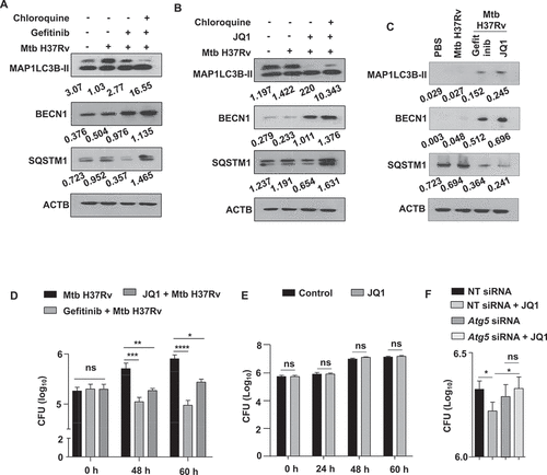 Figure 2. EGFR-BRD4 axis suppresses autophagic flux. (A and B) Mouse peritoneal macrophages were infected Mtb H37Rv. Following 48 h, infected macrophages were treated with (A) gefitinib or (B) JQ1 for 12 h. Cells were then treated with chloroquine for 4 h where indicated, and whole cell lysates were analyzed for autophagy flux by immunoblotting. (C) The status of the indicated autophagy markers was assessed in the lung homogenates from the concerned sets of infected and treated mice (n = 3 mice in each group). (D) Murine peritoneal macrophages were infected with Mtb H37Rv for 4 h, extracellular Mtb H37Rv were washed and cells were incubated with the indicated inhibitors for 48 h and 60 h. Cells were lysed and plated on 7H11 to estimate intracellular Mtb H37Rv burden. (E) Mid log phase Mtb H37Rv cultures were sub-cultured in the presence or absence of JQ1 and plated on 7H11 medium to enumerate corresponding CFU. (F) Mouse peritoneal macrophages were transfected with NT or Atg5 siRNA as indicated. Transfected cells were infected with Mtb H37Rv for 60 h in the presence or absence of JQ1 and assessed for intracellular mycobacterial burden. NT, non-targeting; CFU, colony forming units; *, p < 0.05; **, p < 0.01; *** p < 0.001; ****, p < 0.0001; ns, not significant (Student’s t-test in D, One-way ANOVA in E; GraphPad Prism 5.0, 9.0). ACTB was utilized as loading control.