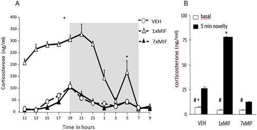 Figure 3. Feedback paradox II: daily GR antagonist mifepristone reveals its apparent agonist action. (a) Circadian secretion of corticosterone in ng/ml measured every 2 h in the blood plasma of male mice C57BL/6J that received mifepristone (MIF) once (1 × 200mg/kg) or for seven days (7 × MIF). Oats + MIF or Oats + VEH were placed in the feeding cup at 0900 h, and consumed within 10 min. Mice were entrained in a 12–12-h light-dark cycle (the dark phase from 1900 to 0700 h represented by the gray-shaded area). (b) Basal and novelty (5 min exposure to the circular hole board)- induced corticosterone (ng/ml) was determined in mice, 24 h after the last administration of VEH, 1 × MIF, or 7 × MIF. Data are presented as mean ± SEM; p < .05* versus other groups, # within groups. Figure adapted from (Dalm et al., Citation2019).