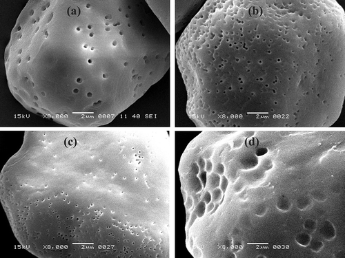 Figure 2 Scanning electron micrographs of native and modified starches under 8000× magnification: (a) nWSS, (b) aWSS, (c) oWSS, and (d) aoWSS.
