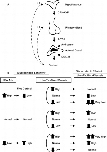 Figure 1 A: Feedback regulation of the HPA axis. ACTH, Adrenocorticotropic hormone; AVP, arginine vasopressin; CRH, corticotropin-releasing hormone; DOC, deoxycorticosterone; B, corticosterone. B: Feedback-regulated compensatory changes in the activity of the HPA axis and their effects in peripheral tissues, such as the liver, fat and blood vessels. Note that glucocorticoid sensitivity in the HPA axis and the peripheral tissues can be independently regulated and the former determines the serum free cortisol levels, thus combination of their directions of change from normal influence net peripheral action of this hormone. Modification from Kino et al. (Citation2001), Charmandari et al. (Citation2004).