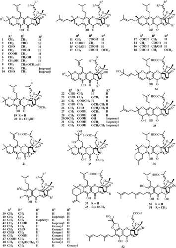 Figure 2.  Prenylated caged xanthones from G. hanburyi, G. morella, and G. forbesii.