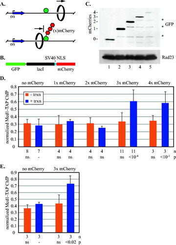 FIG 2 Synthetic barriers of sufficient size block transcription-driven translocation of cohesin. (A) Schematic of cohesin translocation and blockage by GFP-lacI chimeras. (B) Organization of the GFP-lacI chimeras with mCherries. (C) Expression of GFP-lacI chimeras. Strains MSB174, MSB179, MSB180, MSB181 and MRG7102 were used. Chimeras were immunoblotted with an antibody to GFP. The lower molecular weight bands (marked with *) likely arise from partial proteolytic cleavage of mCherry.Citation38 (D) ChIP-qPCR of Mcd1-TAP. Cohesin binding at the 5’lacO site was evaluated in strains MSB114, MRG6810, MRG6812, MSB165.1 and MRG7060 according to the growth protocol shown in Fig. 1D. (E) ChIP-qPCR of Mcd1-TAP in a strains with an array of eight lac operators. Strains PMK11 and PMK16 were used.