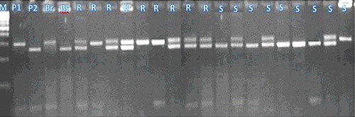 Figure 8. STS fragments produced by STS06.