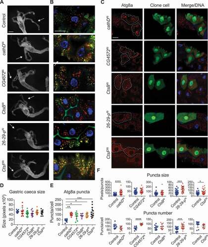 Figure 5. Knockdown of cathepsins alters autophagy but not size reduction of the midgut. (A) Morphology from control (Mex-GAL4/+; pmCherry-Atg8a/+) and Cathepsin knockdown (Mex-GAL4/UAS-Cathepsin RNAi; pmCherry-Atg8a/+) midguts from −4 h RPF shows similar size midgut and gastric caeca (arrows). Scale bar: 200 μm. (B) Co-staining of mCherry-Atg8a puncta (red) and LysoTracker green (green) in the larval midguts at −4 h RPF. DNA is stained by Hoechst (blue). Scale bar: 20 μm. (C) Knockdown of cathepsins (hsFLP; pmCherry-Atg8a/+; Act>CD2> GAL4, UAS-nlsGFP) in clones cells marked by GFP (green) with mCherry-Atg8a puncta (red, outlined) compared to the neighboring control cells at −4 h RPF. DNA is stained by Hoechst (blue). Scale bar: 20 μm. (D) Quantification of gastric caeca size from (A) (average pixels ± SD). (E) Quantification of Cherry-Atg8a puncta from (B) (average ± SD) (*p < 0.05, **p = 0.004, ***p < 0.0001). (F) Quantification of puncta number and puncta size from clone and control cells from (C) (average puncta/cell and average pixels/puncta ± SD, * p < 0.05, ***p < 0.001, **** p < 0.0001)