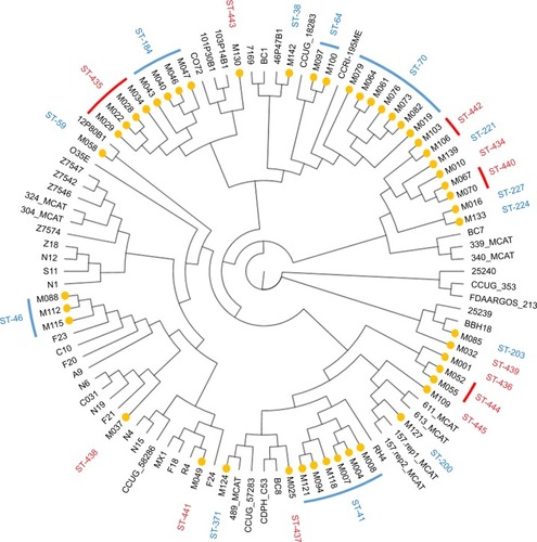 Figure 1 Cladogram of 100 Moraxella catarrhalis genomes based upon their accessory genomes as identified by Roary pangenome analysis.Notes: Genomes from strains identified in this work are highlighted with a yellow symbol. MLST groupings are shown in the outer ring with previously known MLST in blue and novel MLST in red.Abbreviation: MLST, Multi Locus Sequence Type.