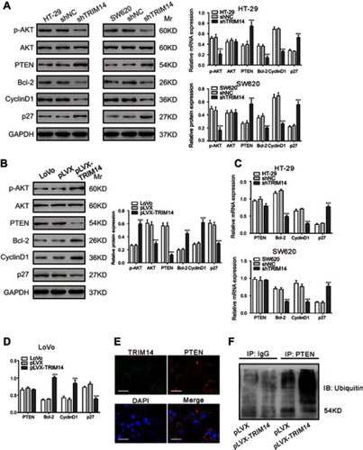 Figure 5 TRIM14 regulated the PTEN/AKT signaling pathway. (A, B) Protein levels of PTEN, p-AKT, AKT, Bcl-2, Cyclin D1, and p27 were determined in the indicated colorectal cancer (CRC) cells at 48 hrs after viral infection. (C, D) mRNA expression of PTEN, Bcl-2, Cyclin D1, and p27 was assessed in the indicated CRC cells at 48 hrs after viral infection. shNC or pLVX served as negative control. ***P<0.001 vs shNC or pLVX. (E) LoVo cells were fixed and stained with TRIM14 (green) and PTEN (red) antibodies. Nuclei were stained with DAPI (blue). Representative images are shown. Scale bar: 20 μm. (F) Effects of TRIM14 on PTEN ubiquitination.Abbreviation: shNC, lentiviral plasmid expressing control short hairpin RNA.