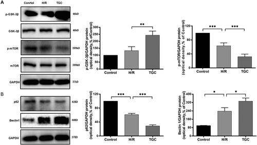 Figure 9. The expression of autophagy-related proteins in the mTOR pathway. (A) TGC decreased the level of p-mTOR and increased p-GSK-3β, which was assessed by Western blot. (B) TGC reduced the level of p62 and increased Beclin1, which was assessed by Western blot. N = 3. *p < 0.05, **p < 0.01, ***p < 0.001.