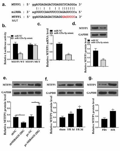 Figure 6. MiR‐125a-5p targets MTFP1. (a) Bioinformatics prediction. (b) Luciferase activity was evaluated and calculated in diagrams. (c-d) qRT-PCR and Western blot analysis to detect MTFP1 mRNA (c) and protein (d) levels in AC16 cells. (e) Western blotting experiment detect the MTFP1 level in AC16 cells. (f) The expression of MTFP1 in myocardium. (g) MTFP1 expression in AC16 cells. *P < 0.05 vs. NC, sham or as indicated. Three independent experiments were repeated. n = 3. The relative protein levels were shown in histograms.