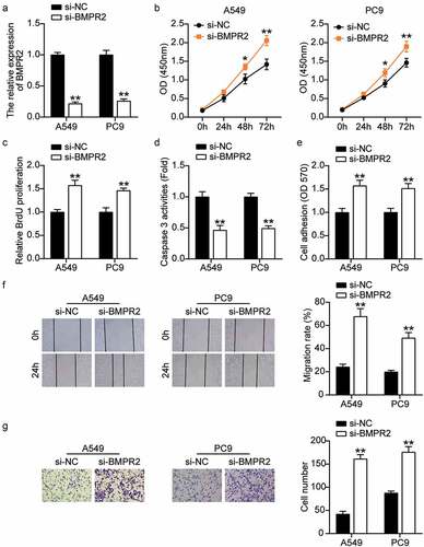 Figure 7. BMPR2 knockdown aggravated the malignant phenotypes of LAC cells. (a) RT-qPCR analysis was carried out for BMPR2 mRNA expression in A549 and PC9 cells transfected with BMPR2 siRNA. (b) CCK-8 assay was carried out for detection the viability of A549 and PC9 cells transfected with BMPR2 siRNA. (c) BrdU proliferation assay was carried out for detection the proliferation of A549 and PC9 cells transfected with BMPR2 siRNA. (d) Caspase-3 activity assay was carried out for detection the apoptosis of A549 and PC9 cells transfected with BMPR2 siRNA. (e) Cell adhesion assay was carried out for assessment the adhesion ability of A549 and PC9 cells transfected with BMPR2 siRNA. (f) Wound healing assay was carried out for assessment the migration ability of A549 and PC9 cells transfected with BMPR2 siRNA. (g) Transwell assay was carried out for assessment the invasion ability of A549 and PC9 cells transfected with BMPR2 siRNA. Si-BMPR2: BMPR2 siRNA, *P < 0.05, **P < 0.001 compared with control group, ANOVA. Data were from three independent experiments and presented as the mean ± SD.