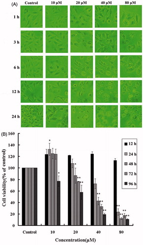 Figure 2. (A) Alteration of cellular morphology upon HBC treatment. Images showed HBC-treated A549 cells at different concentrations and time points. (B) Effects of HBC on viability of A549 cells. A549 cells were followed exposure to various concentrations of HBC at different periods and cell viability was analyzed with the MTT assay. Values were given as mean ± SE; **p ≤ 0.05 (n = 6).