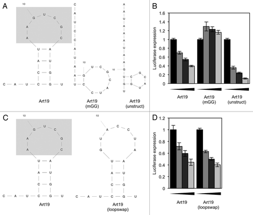 Figure 6. Translation assays using a non-tRNA-derived sequence. (A) A 19-base oligonucleotide (Art19), containing a 3′ “GG,” was designed with only the loop sequence (gray box) derived from tRNA. Related oligos with the 3′ “GG” mutated, and an oligo containing the 3′ “GG” but designed to have less secondary structure, were also designed. (B) The oligonucleotides shown in (A) were used in an in vitro translation reaction. (C) An oligonucleotide was designed that is derived from Art19, but with the loop sequence changed to a non-tRNA-derived sequence. (D) The oligonucleotides shown in (C) were used in an in vitro translation reaction. In all reactions, the concentrations of oligonucleotide used were 0, 2.5, 5 and 10 µM. Results shown are the mean of three independent experiments, and error bars represent standard deviations.