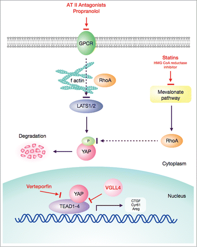 Figure 2. Schematic representation of potential pharmacological targets in the Hippo/YAP pathway for TSC lesions.Citation26,27,31,33,34 Propranolol and AT II antagonists interact with GPCR Gα and subsequently inhibit LATS1/2 in a RhoA and f actin dependent manner: YAP remain unphosphorylated and tranfer into the nucleus to initiate transcription. Statins inhibit HMG CoA reductase and subsequently the mevalonate pathway: the phosphorylation of YAP is not inhibited by RhoA, which leads to enhanced degradation of YAP. This process is independent from LATS1/2. In the nucleus, verteporfin interferes with the binding of YAP to TEAD1-4, whereas VGLL4 competitively inhibits the binding of YAP to TEAD1-4.