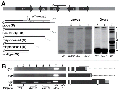 Figure 2. Depletion of Symplekin protein results in misprocessed RNA (A). S1 nuclease protection assay analysis of histone mRNA species in Symplekin mutants. The diagram indicates the location of the H2a probe. Total RNA extracted from wandering 3rd instar larvae or adult ovaries was hybridized with the 3'-labeled (star) DNA probe (P) and then incubated with S1 nuclease, which digests single stranded nucleic acids. The probe is complementary to the H2a mRNA, H2a-H4 intergenic region up to the H4 HDE and also contains vector sequence (3' grey region). Properly processed histone H2a mRNA is cleaved between the stem loop (SL) and histone downstream element (HDE), protecting 340 bp of the DNA probe from S1 digestion (W). The H2a gene contains multiple cryptic poly(A) signals that are utilized in animals with disrupted histone pre-mRNA processing. These longer mis-processed polyadenylated mRNAs protect several discrete species (M). Any transcripts extending beyond the region of complementarity protect a single read-through product (R) that is distinct from undigested probe (P) and whose 3' end(s) are likely heterogeneous. Protected probe products were resolved on an acrylamide urea gel and visualized by autoradiography. (B). Processing of polyadenylated mRNAs in Sym mutants was assessed by RT-PCR with primers flanking the canonical cleavage site for three mRNAs, rp49, sop and pgk. The black bar above each gene diagram represents the amplified PCR product. Black boxes represent exons, the grey box represents the 3'UTR and the dashed line represents the downstream intergenic region, which accumulates in the Symplekin mutant. pgk transcripts were detected in each preparation. Note that the amplified product in the pgk gene spans an intron that is not present in the cDNA template but is in the genomic DNA PCR control.