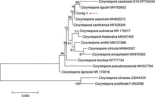 Figure 5. Phylogenetic tree was generated using sequences of 14 related reference fungi.