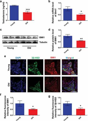 Figure 1. Expression pattern of BMI1 in mouse testis. (a) Serum testosterone levels in young (12 wk of old) and old (60 wk old) mice. Sample number = 6. (b) Real-time PCR analysis of expression levels of Bmi1 in testis from young and old mice. Sample number = 3. (c) Western blot analysis for BMI1 in testis from young and old mice. Sample number = 3. (d) Quantification of c. (e) Co-immunostaining of BMI1 and 3β-HSD in testis from young and old mice. (f) Quantification of e. (g) Quantification of e. Sample number = 3. Scale bar: 20 μm. * p < 0.05; **p < 0.01; ***p < 0.001, Student’s t-test.