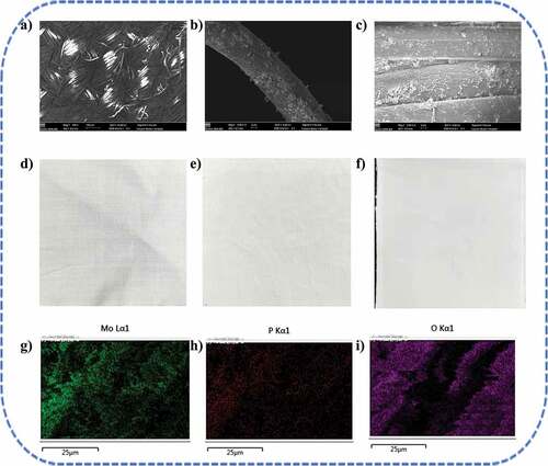 Figure 2. The SEM images of CF (a), CCF (b,c); the optical photos of CF (d), CMCF (e), and CCF (f); EDS elemental mapping of Mo (g), P (h), O (i).