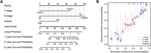 Figure 4 A model regarding SNX20 for predicting the probability of OS in patients at 1, 3, and 5 years. (A) Nomogram regarding SNX20 to predict prognosis in patients with LUAD. (B) Calibration plots of a nomogram regarding SNX20 to predict prognosis in LUAD patients.