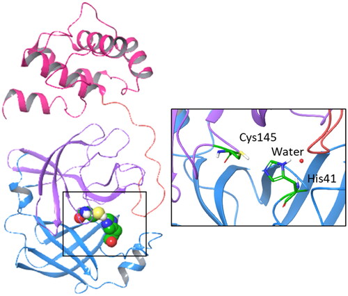 Figure 1. Structure, domains, and catalytic dyad of the viral main protease Nsp5. Domain I (8–101 residues) is shown with blue ribbon; domain II (102–184 residues) is shown with purple ribbon; domain III (201–303 residues) is shown with magenta ribbon; the loop (185–200 residues) connecting domains II and III is shown with pink ribbon. The catalytic machinery is highlighted in the box.