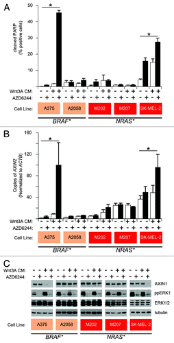 Figure 1. Regulation of Wnt/β-catenin signaling by ERK/MAPK and loss of AXIN1 protein predict apoptotic response to combined Wnt/β-catenin activation and MEK inhibition. (A) Flow cytometry detection of cleaved PARP was used to measure apoptosis in a panel of cell lines harboring activating BRAF or NRAS mutations as indicated. (B) Enhancement of Wnt/β-catenin signaling by MEK inhibition was measured by quantitative PCR measurements of the endogenous Wnt/β-catenin target gene AXIN2. Data are expressed as copies of AXIN2 per 106 copies of ACTB. (C) Immunoblot analysis of same cell lines for loss of AXIN1 protein and for loss of phospho-ERK (ppERK) upon inhibition of MEK by AZD6244. In (A), (B) and (C) cells were treated with the indicated conditions for 24 h. Two uM AZD6244 was used where indicated. For (A) and (B), columns and error bars represent the mean and SEM, respectively, of three biologic replicates. *p < 0.05 by one-way ANOVA with Tukey’s post-test. (C) is a representative immunoblot of three biologic replicates.