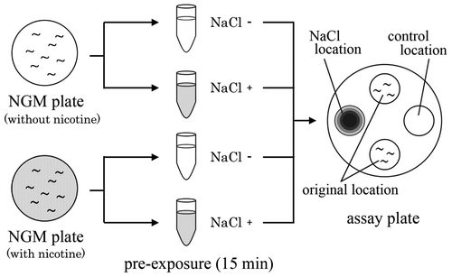 Fig. 1. Experimental procedure for gustatory plasticity assay.Notes: Wild-type nematodes and mutants, which were maintained on NGM plate with or without nicotine from first larva to YA hermaphrodite, were transferred to a pre-exposure wash buffer without NaCl (mock-conditioned nematodes) or wash buffer containing 100 mM NaCl (NaCl-conditioned nematodes). The nematodes were maintained at 20 °C for 15 min in their respective pre-exposure solutions. Approximately 30 nematodes were then placed at their original locations on the assay plate and allowed to move freely for 90 min.