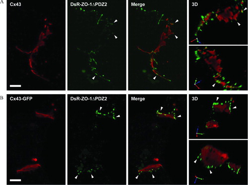Figure 3 PDZ2-mediated interactions are not required for ZO-1 targeting to Cx43 gap junctions. HeLa Cx43 (A) and HeLa Cx43-GFP (B) cells transiently expressing mutant ZO-1 lacking PDZ2 (DsR-ZO-1Δ PDZ2), with Cx43 (red) detected by immunofluorescence (A) or GFP fluorescence (B), and mutant ZO-1 (green) by DsRed fluorescence (A, B). Despite the absence of a PDZ2 domain, DsR-ZO-1Δ PDZ2 localizes at the periphery of Cx43 plaques (A), with some areas of edge overlap similar to that seen with full-length ZO-1 (A, arrowheads). DsR-ZO-1Δ PDZ2 also targets to the edges of Cx43-GFP plaques (B); however, 3D rotations show that the mutant ZO-1 accumulates in punctae juxtaposed but not overlapping with plaque edges (B, arrowheads). All images are maximum projections of z-series acquired by spinning disk confocal microscopy. Z-series were rendered in 3D and rotated to provide en face plaque perspectives and reveal the extent of true colocalization (3D panels). Scale bars, 5 μ m.