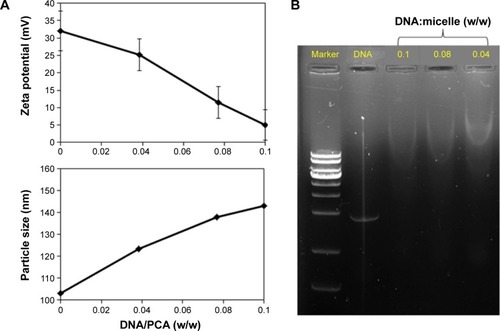 Figure 5 Dynamic light scattering analysis and gel retardation test.Notes: (A) Zeta potential and particle size analysis of PCA before and after GFP loading, with the weight (μg) ratios of GFP DNA/nanoparticles (w/w; n=3, mean ± S (B) Complexation of PCA-GFP polyplexes of different GFP/PCA weight ratios by gel retardation test.Abbreviations: PCA, PHEA-g-C18-Arg8; GFP, green fluorescent protein; Arg8, arginine 8; SD, standard deviation.