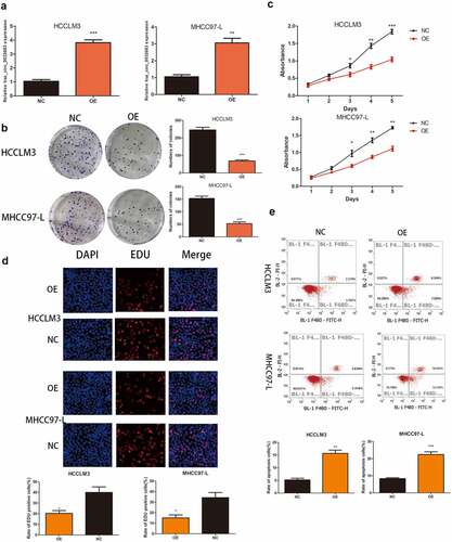 Figure 2. Up-regulation of hsa_circ_0032683 suppressed cell proliferation and promoted apoptosis. (a) The expression levels of hsa_circ_0032683 in HCCLM3 and MHCC97-L cells transfected with OE- hsa_circ_0032683. (b) hsa_circ_0032683 overexpression inhibited colony formation of HCC cells. (c) The proliferation capacities of HCCLM3 and MHCC97-L cells transfected with OE- hsa_circ_0032683 were detected by CCK-8 assays. (d) Up-regulation of hsa_circ_0032683 inhibited cell growth of HCCLM3 and MHCC97-L cells by Edu assay. (e) hsa_circ_0032683 could promoted cell apoptosis by flow cytometry. Data are expressed as the mean ± SD, *P < 0.05, **P < 0.01, ***P < 0.001.