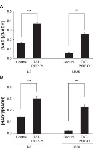 Figure 5 Effects of TAT-PtBP-Pt on the [NAD+]/[NADH] ratio in N2 and LB25. The concentrations of NAD+ and NADH were measured in whole bodies A) and mitochondria B) using an assay kit. The number of worms was 100 and 500 in each measurement for whole bodies and mitochondria, respectively, and three independent experiments were repeated. Error bars represent the standard error of the mean.Note: ***P < 0.001 as compared with control worms by Student’s t-test.