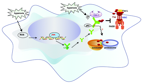 Figure 1. Schematic of the proposed pathways. Hyperoxia increases cellular reactive oxygen species (ROS) production which promotes the expression and activation of LC3B, through a pathway dependent on c-Jun-NH2-terminal kinase (JNK). We describe dynamic interactions between LC3B and the apoptotic regulator Fas. The interactions of LC3B and Fas depend on phospho-caveolin-1. LC3B provides transient cytoprotection against hyperoxia by sequestering Fas. This association precludes formation of the death-inducing signaling complex (DISC), which consists of Fas, Fas-associated death domain protein (FADD) and caspase-8. The balance between LC3B-cav-1-Fas complex formation determines cell fate.