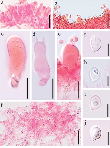 Figure 20. Microscopic structures of Clitocella neofallax (holotype). (a) Hymenium showing basidioles. (b–e) Basidia. (f) Pileipellis. (g–j) Basidiospore. Scale bars: a, b, f = 20 μm; c – e = 10 μm; g – j = 5 μm.