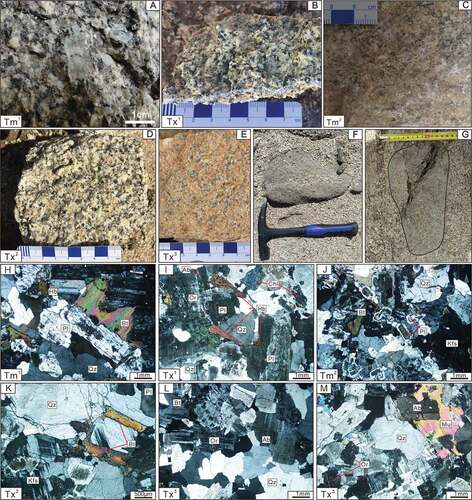 Figure 4. Representative photographs of the rocks of Baishandong pluton. (A)-(B) granodiorite; (C)-(D) biotite monzogranite; (E) muscovite monzogranite. (F)-(G) dioritic enclaves. (H) Porphyritic-like texture of granodiorite from Maanshanbei suit (Tm1); (I) Granitic texture of medium-fine-grained granodiorite from Xiaocaohu suit (Tx1); (J) Granitic texture of fine-grained monzonitic granite from Maanshanbei stock (Tm2); (K) Porphyritic-like texture of medium-fine-grained monzonitic granite from Xiaocaohu stock (Tx2); (L), (M) Granitic texture of medium-fine-grained monzonitic granite from Xiaocaohu stock (Tx3). Abbreviation: Qz = quartz; Pl = plagioclase; Kf = feldspar; Bt = biotite; Mu = muscovite; Hb = hornblende; Or = orthoclase; Ab = albite; Chl = Chlorite.