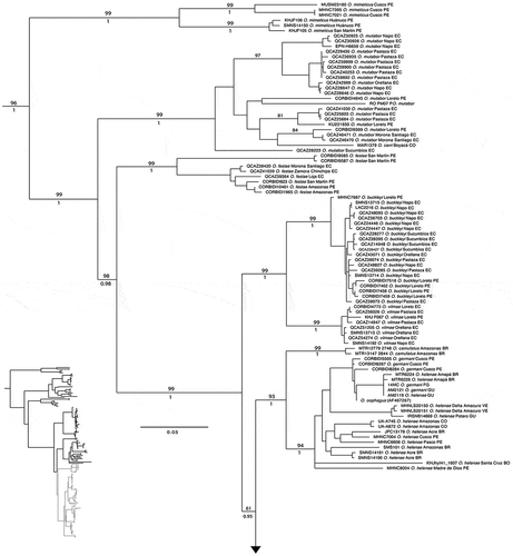 Figure 1 Maximum likelihood phylogram depicting relationships within the Osteocephalus buckleyi species group. Phylogram derived from analysis of 4,856 bp of mitochondrial DNA (gene fragments 12S, 16S, ND1, CO1 and Cytb). Museum catalog numbers and localities are shown for each sample. Bootstrap values and Bayesian posterior probabilities are shown above and below the branches, respectively; missing values indicate values below 50 (bootstrap) or 0.5 (posterior probability). Outgroup species (O. fuscifacies, O. leprieurii and O. yasuni) are not included. BR: Brazil; CO: Colombia; EC: Ecuador; GU: Guyana; PE: Peru; VE: Venezuela