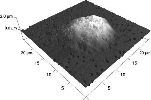 Figure 9.  HL-60 cell coated with triple bilayer of poly-L-lysine and poly-ethylenimine, deposited on filtration membrane. AFM image of surface (Nanoscope V, Veeco Instruments Inc., USA).