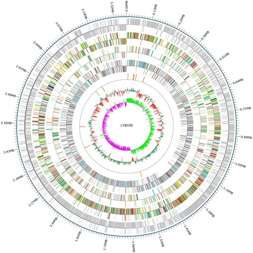 Figure 7. Genome circle of LYBC06 strain. Note: The whole genome sequence of LYBC06 strain was a circular chromosome with a total length of 3.38MB. From the outside to the inside, they were the location coordinates of the genome sequence, the encoded genes, the results of gene function annotation, ncRNA, the GC content of the genome and the GC skew value of the genome.