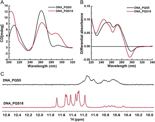 Figure 2. CD spectra, TDS spectra, and 1H NMR spectra of DNA PQS5 and DNA PQS18. A. CD spectra of DNA PQS5 and DNA PQS18. B. TDS spectra of DNA PQS5 and DNA PQS18. C. 1H NMR spectra of DNA PQS5 and DNA PQS18.
