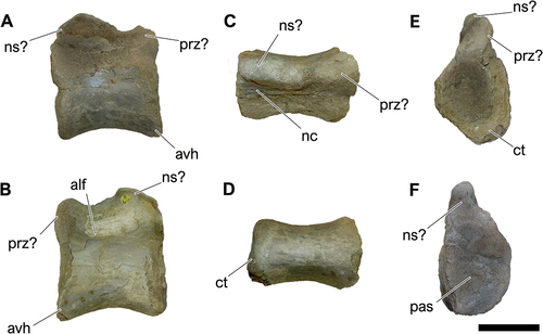 Figure 10. NHM-PV R.3429, isolated middle caudal vertebra with iguanodontian affinities (Specimen D) from the Valanginian–Hauterivian Marfim Formation (Ilhas Group) at Plataforma Station (Locality 3). A, right lateral; B, left lateral; C, dorsal; D, ventral; E, anterior; F, posterior views. Anatomical abbreviations: alf, anterolateral fossa; avh, anteroventral heel; ct, cotyle; ns, neural spine; pas, posterior articulation surface; prz, prezygapophysis. Scale bar = 100 mm.