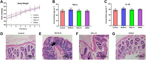 Figure 2 The potential pro-inflammation effects after various treatments within 7 days. (A) The body weight changes and the serum level of (B) TNF-α and (C) IL-1β were measured. (n=10, mean ± SD). (D–G) The histology examination of colon via H&E staining. Black arrow indicated the potential site of inflammation.