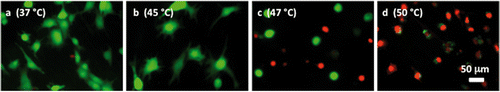 Figure 11 Representative microscopic fluorescent images of subconfluent cells on ePTFE after various thermal exposures and a delay. Cells were cultured on collagen-coated ePTFE at 37°C for a day, and then exposed to (A) 37°, (B) 45°, (C) 47° and (D) 50°C for 30 min, followed by a 20-h incubation at 37°C that allowed for apoptosis to progress. Next, they were stained with calcein AM (that labels the cytosol of viable cells, appearing green) and ethidium homodimer-1 (that labels the nuclei of dead cells, appearing red) and then imaged. When compared to cells of the same high temperature exposure in Figure 6, especially the 47° and 50°C exposures (Figures 6C and 6D, respectively), there is an increase in the number of dead cells because the 37°C/24-h incubation allowed for the progression of apoptosis.