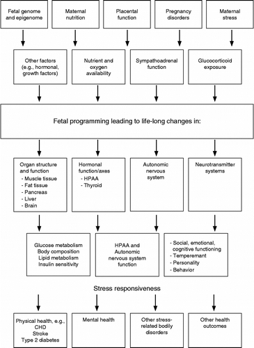 Figure 1.  Mechanisms involved in the offspring programming. (Modified from Räikkönen et al. Citation2008b).
