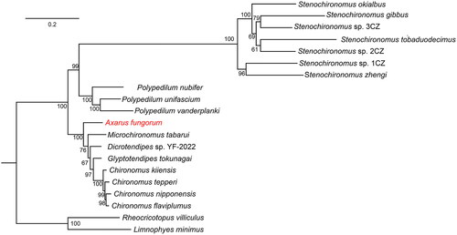 Figure 1. Phylogenetic tree of 20 Chironomidae species based on the concatenated dataset of 13 PCGs using the maximum-likelihood (ML) method. The following sequences were used: Axarus fungorum ON099430 (present study), Chironomus flaviplumus MW770891 (Park et al. Citation2021), Chironomus kiiensis MZ150770 (Liu et al. Citation2022), Chironomus nipponensis MZ747092 (Shen et al. Citation2022), Chironomus tepperi JN861749 (Beckenbach Citation2012), Dicrotendipes sp. YF-2022 MZ747093 (direct submission), Glyptotendipes tokunagai MZ747091 (direct submission), Limnophyes minimus MZ041033 (Fang et al. Citation2022), Microchironomus tabarui MZ261913 (Kong et al. Citation2021), Rheocricotopus villiculus MW373526 (Zheng et al. Citation2021), Stenochironomus gibbus OL742440 (Zheng et al. Citation2022), Stenochironomus okialbus OL753645 (Zheng et al. Citation2022), Stenochironomus sp. 1CZ OL753646 (Zheng et al. Citation2022), Stenochironomus sp. 2CZ OL742441 (Zheng et al. Citation2022), Stenochironomus sp. 3CZ OL753647 (Zheng et al. Citation2022), Stenochironomus tobaduodecimus OL753648 (Zheng et al. Citation2022), Stenochironomus zhengi OL753649 (Zheng et al. Citation2022), Polypedilum nubifer MZ747090 (direct submission), Polypedilum unifascium MW677959 (Lei et al. Citation2021), and Polypedilum vanderplanki KT251040 (Deviatiiarov et al. Citation2017).