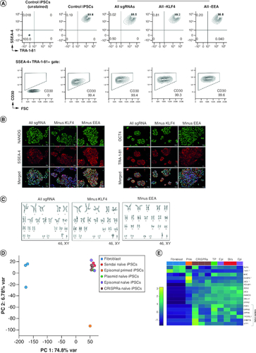 Figure 3. CRISPRa-SM iPSC clonal lines exhibit naive pluripotency and maintain genomic stability.(A) Flow cytometric analysis of CRISPRa iPSC clones for pluripotency surface markers SSEA-4, TRA-1-81 and CD30. Control iPSCs were generated using plasmid-based reprogramming methods. (B) Immunofluorescence staining for pluripotency markers NANOG, SSEA-4, OCT4, and TRA-1-81. Scale bars are 100 μm. (C) G-banded karyotype analysis of CRISPRa-derived iPSC clones. (D & E) Gene expression analysis by RNA-seq. Principal component analysis of parental fibroblasts and derived iPSC lines generated using various reprogramming methods (CRISPRa, episomal vectors (Epi), Sendai viruses (SVs) and transient plasmid-based (TP). (D) Heat map depicting expression of naive (bracket), primed (starred) and shared pluripotency genes in parental fibroblasts and derived iPSC lines generated using indicated reprogramming methods. (E) All iPSC lines were generated in naive iPSC medium except for the indicated control iPSC line which was maintained in primed iPSC medium (E8 medium, Prim).