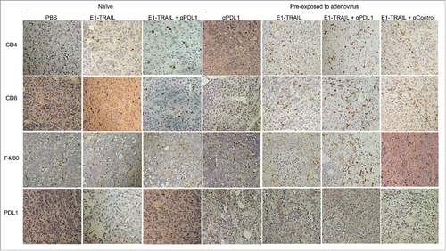 Figure 4. Lymphocyte and macrophage infiltrations in tumors. Formalin fixed paraffin embedded tumor samples were staining for CD4, CD8, F4/80 and PD-L1. Representative pictures of those markers were shown for each group. Strongest CD4, CD8 and F4/80 signals were detected in tumors of animals with pre-existing immunity against adenovirus and treated with Ad/E1-TRAIL plus anti-PD-L1 antibody.