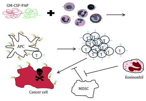 Figure 1. GM-CSF/PAP fusion protein is incubated with patients' WBC for APC activation and loading with PAP peptide. Cultured APC are infused to patient which then mobilize anti-PAP T cells. When these cells recognize a prostate tumor with PAP peptide, they deliver a lethal hit. MDSC can block this activity and render an immune response ineffective. Perhaps conditions favorable for eosinophil accumulation prevent MDSC generation or function.