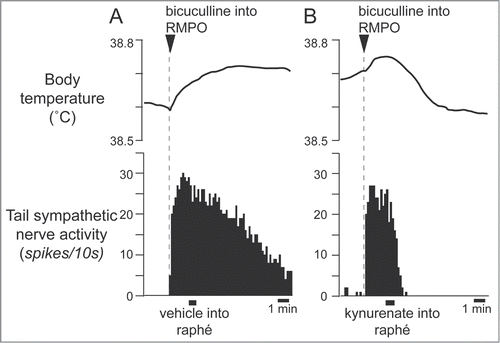 Figure 9. Blocking excitatory inputs to the medullary raphé with kynurenate inhibits tail sympathetic nerve activity elicited by microinjection of bicuculline (7.5 pmol in 15 nl) into the RMPO in anesthetized rats. Vehicle (artificial cerebrospinal fluid, 120nl) (A) or kynurenate (6 nmol in 120 nl) (B) was injected into the medullary raphé. Modified from Tanaka et al.Citation30 © Society for Neuroscience. Permission to reuse must be obtained from the rightsholder.