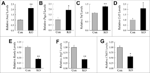 Figure 7. Autophagy regulates Kupffer cell M1 and M2 polarization. (A to D) Relative mRNA levels in Kupffer cells from control (Con) and knockout (KO) mice for Nos2, Ptgs2, Tnf and Ccl5 in response to LPS and IFNG treatment for 12 h. (E to G) mRNA levels 12 h after IL4 and IL13-induced M2 polarization for Retnla, Arg1, and Chil3 (n = 3). All data are presented as the mean ± SEM. *P < 0.05, **P < 0.01 versus control mice.